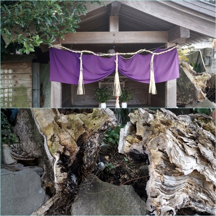 梅の花咲く大宰府の散歩道・・・飛梅・六弁の梅開花。_f0016066_02081251.jpg