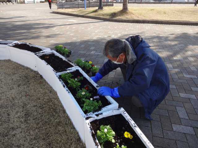 名古屋港水族館前のプランター花壇の植栽R4.1.26_d0338682_12512855.jpg