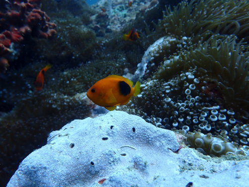 ピピ島は水中生物の宝庫!!_f0144385_12483201.jpg
