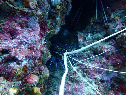 ピピ島は水中生物の宝庫！！_f0144385_12485869.jpg