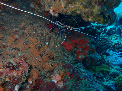 ピピ島は水中生物の宝庫!!_f0144385_12490695.jpg
