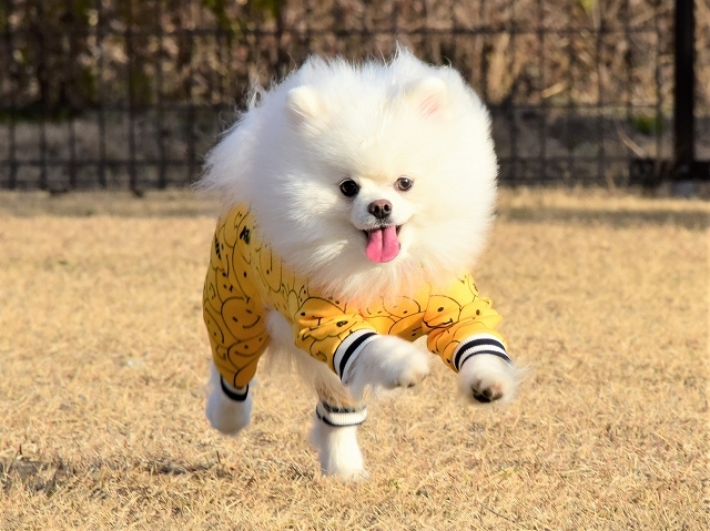 究極のポメラニアン※わたしにとって_d0360206_19191256.jpg