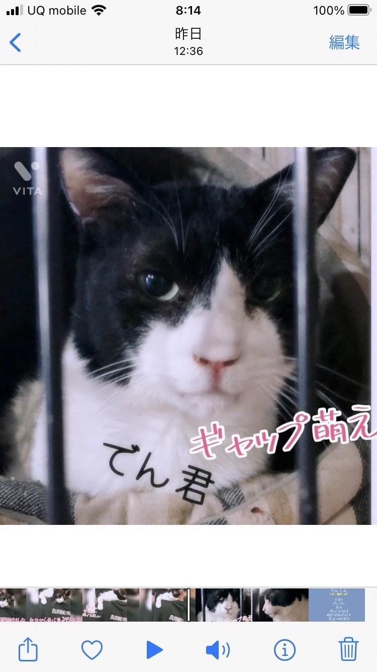 保護猫カフェ Wish はお休みしていますが 猫のお見合いは受け付けています 青梅にゃんにゃん サークル Wish