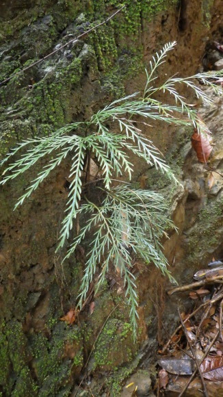 Asplenium novae-caledoniae_d0187020_15345060.jpg