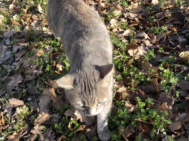 猫屋敷?_d0136540_05035604.jpeg