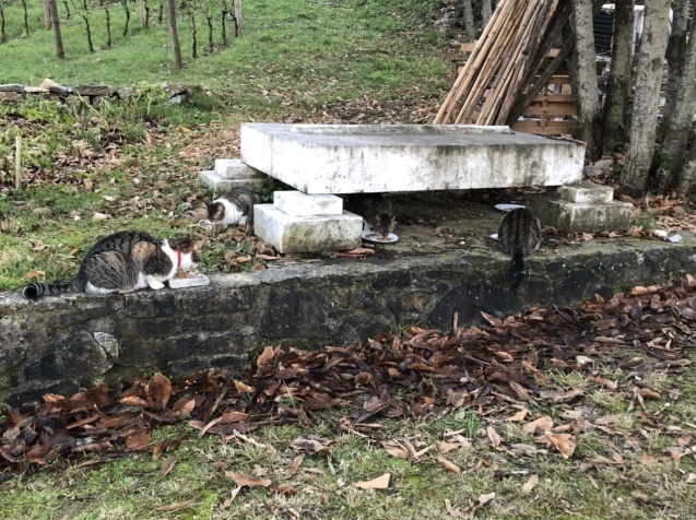 猫屋敷?_d0136540_05041801.jpeg