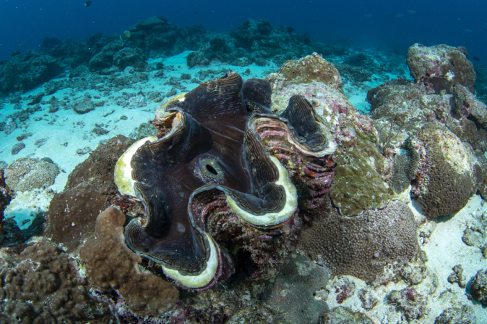 シワカイルカや海の無脊椎動物たち_b0186442_11093628.jpg