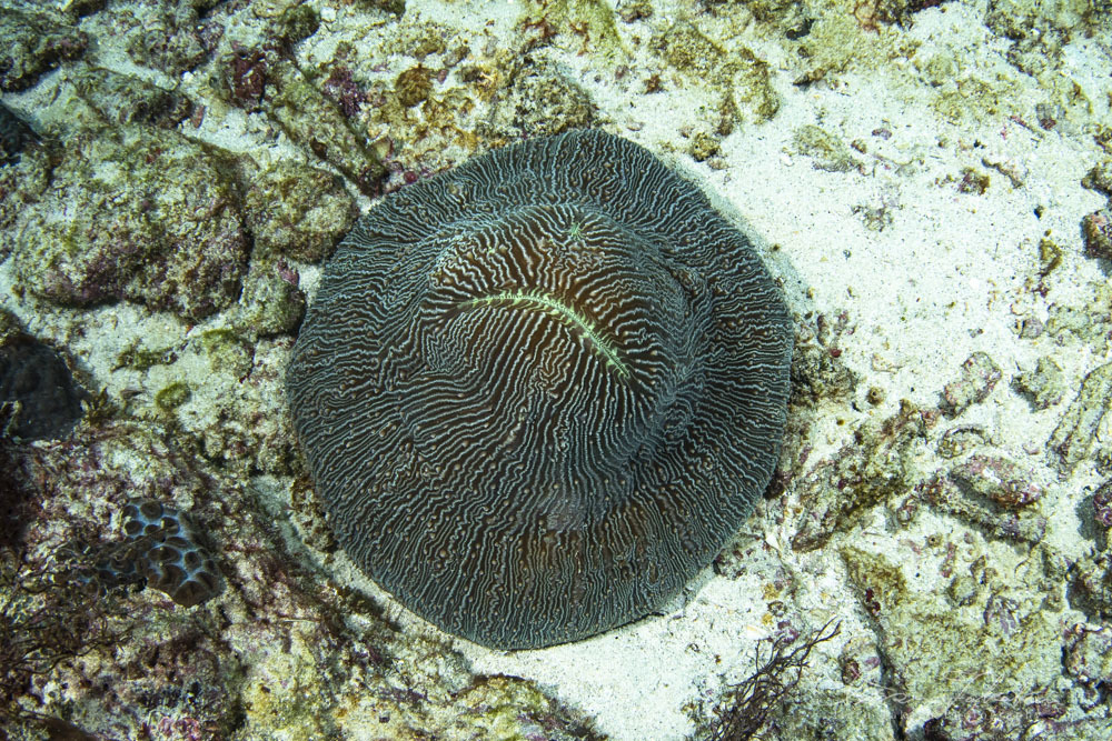 シワカイルカや海の無脊椎動物たち_b0186442_11103109.jpg
