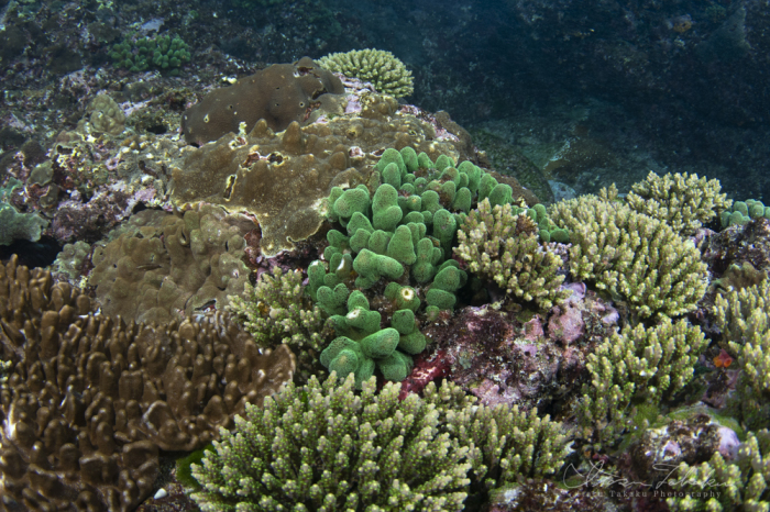 シワカイルカや海の無脊椎動物たち_b0186442_11104766.jpg