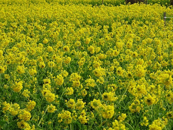 第一なぎさ公園の寒咲花菜_b0299042_10502553.jpg