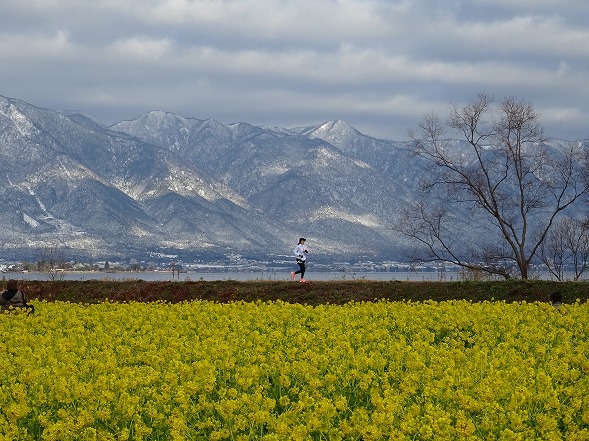 第一なぎさ公園の寒咲花菜_b0299042_10524826.jpg