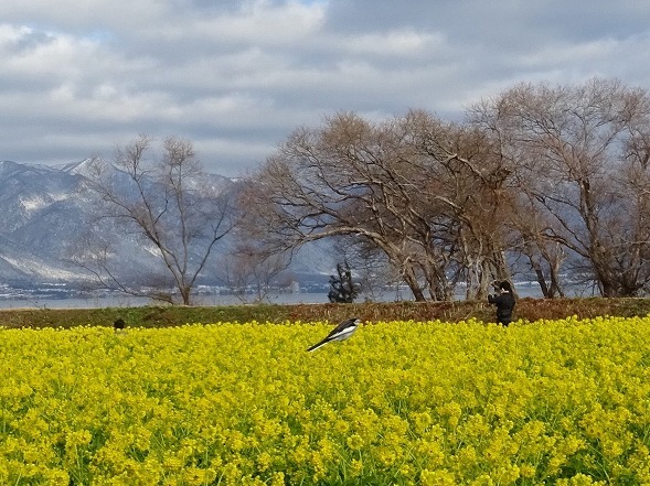 第一なぎさ公園の寒咲花菜_b0299042_10525694.jpg