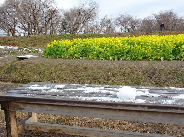 第一なぎさ公園の寒咲花菜_b0299042_10534219.jpg