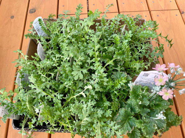 ネモフィラの苗を植えました 島美砂 毎日がおかげさま ネモフィラの苗を植えました 島美砂 毎日がおかげさま
