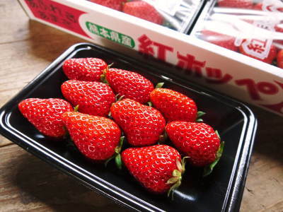 高級イチゴ『完熟紅ほっぺ』好評販売中!完熟の美味さ!朝採りの新鮮さ!減農薬栽培の安全性!で大人気!!_a0254656_17435607.jpg