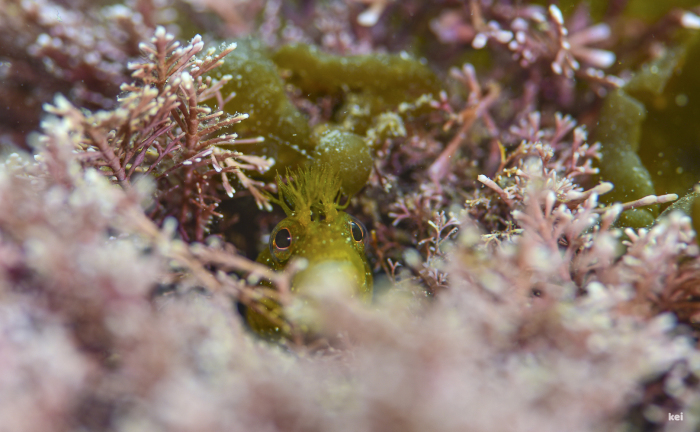 ピンクの海藻を背景に_e0158261_13041289.jpg