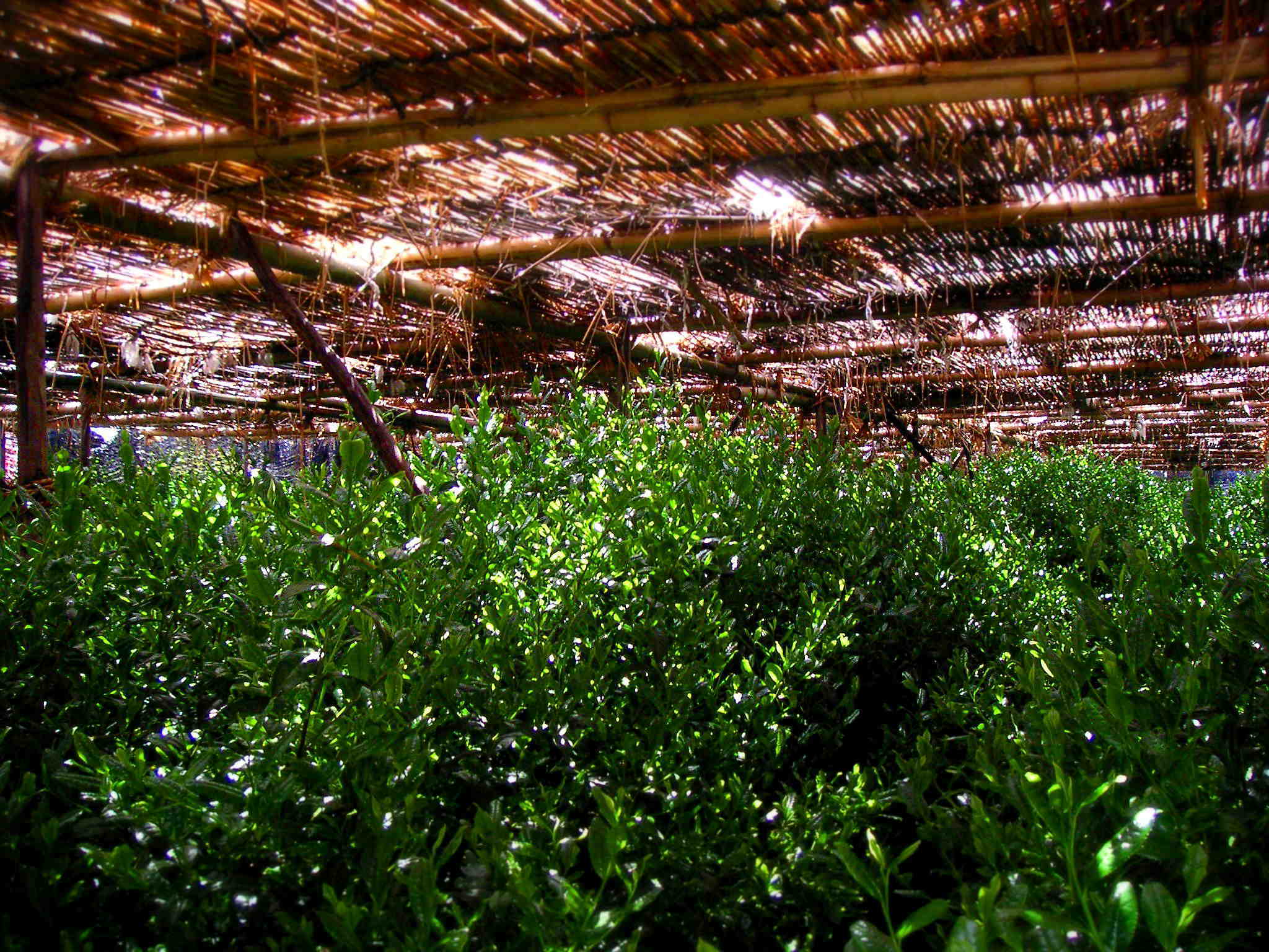 茶園の覆（おおい）に籠められた繊細な想いと栽培 Traditional agriculture that covers the tea plantation with rice straw._a0391480_19581900.jpg