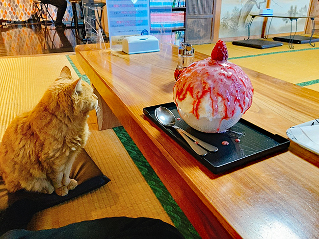 笠間雪みるくのかき氷♪ : うひひなまいにち