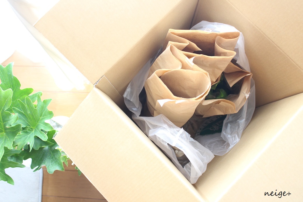楽天セールお買い物レポ♪”観葉植物”５種はどれもインテリアにお勧めでした_f0023333_23191461.jpg