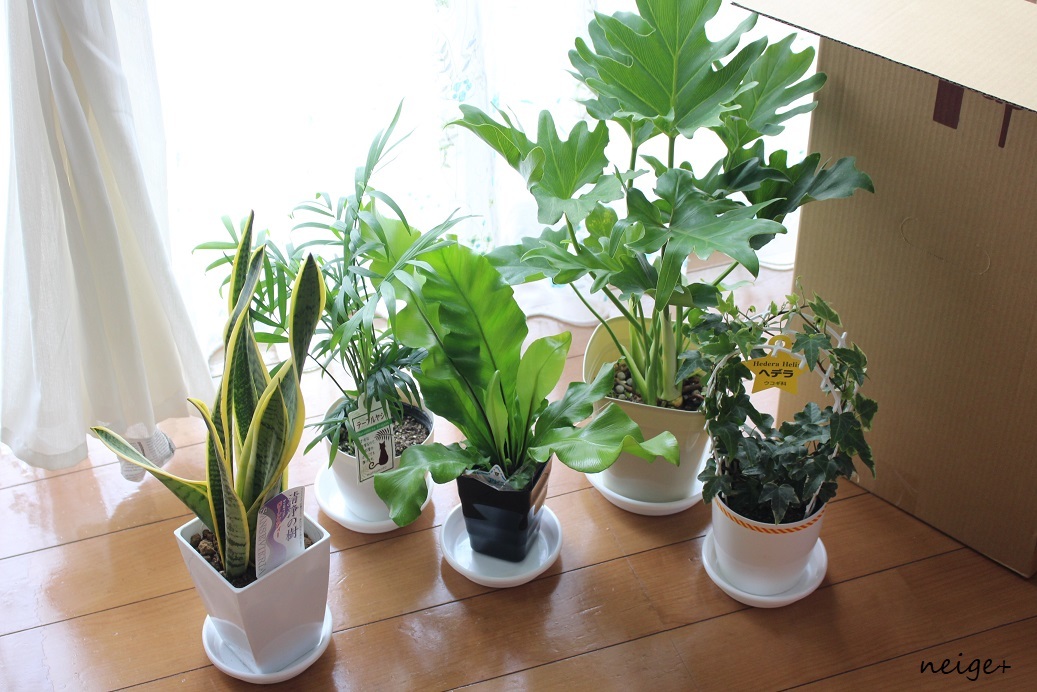 楽天セールお買い物レポ♪”観葉植物”５種はどれもインテリアにお勧めでした_f0023333_23191881.jpg