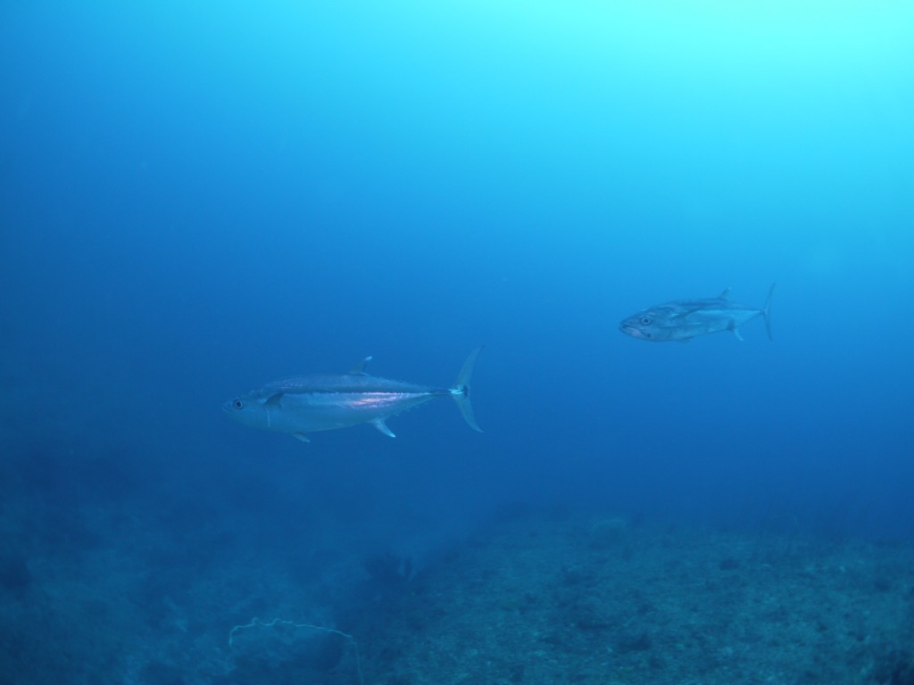 海中も快晴でした\(^o^)/_a0189838_14015350.jpg