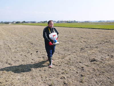 『砂田のこだわりれんげ米』熊本県菊池市七城町 れんげの発芽(2022) 今年も変わらぬ栽培方法です! _a0254656_18210020.jpg
