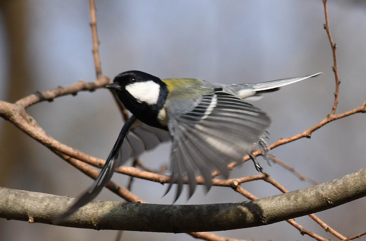 公園のシジュウカラ 阪南カワセミ 野鳥と自然の物語 日本の蝶 蝶と自然の物語