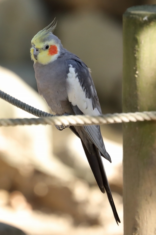 最近、オカメインコが人気らしい（キャンベルタウンで撮影） : 旅