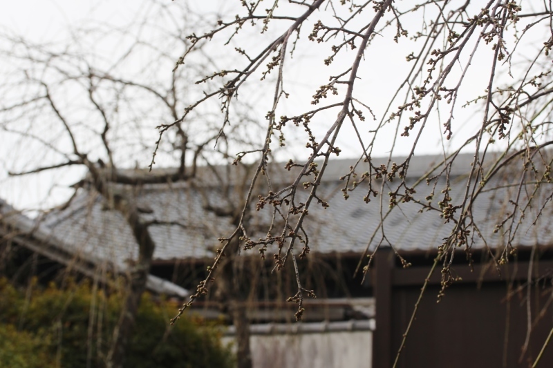 高岡茶席 紅茶の会_b0220318_17505943.jpg