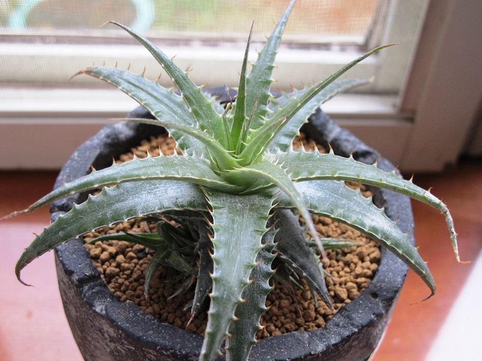 古着人気アイテム 観葉植物 プヤ3〜4株 （プヤ セルーレア V ワイルド個体 大株 ブロメリア・エアープランツ