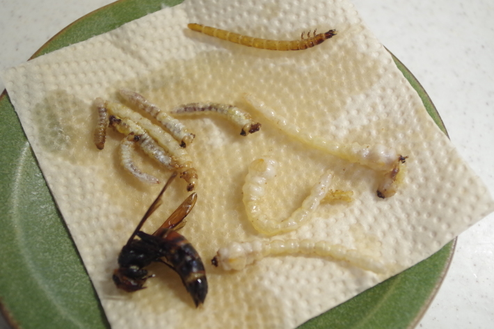 昆虫食 カミキリムシの幼虫 テッポウムシ を食べる どーもボキです Z