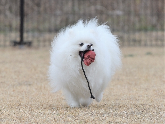 炎×犬_d0360206_18544335.jpg