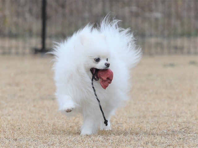 炎×犬_d0360206_18544459.jpg