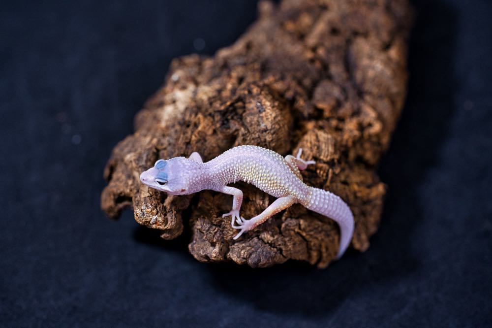 ヒョウモントカゲモドキ（ブリザード） ヤモリ大全 ヒョウモントカゲモドキ（ブリザード） ヤモリ大全