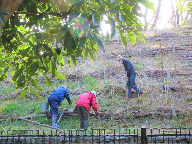 笹の片付けとササユリの球根・種植付・・・自由活動日_c0108460_13525402.jpg