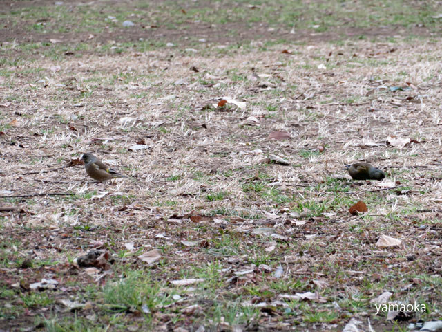 はじめて出会う鳥たち。。。_f0071480_17094902.jpg