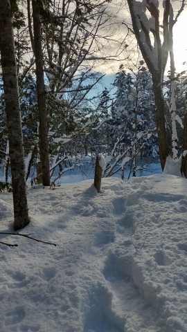 大寒は過ぎたのに・・・・_b0343293_21430140.jpg