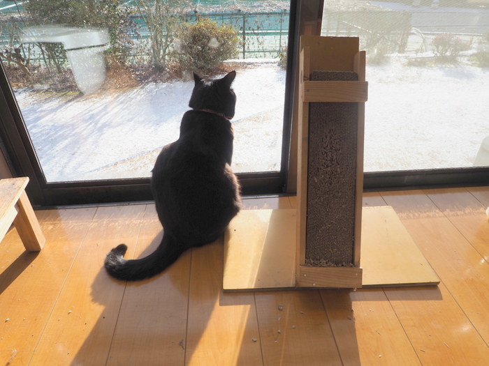 雪景色の庭を眺める、くうちゃん_c0116915_23024960.jpg