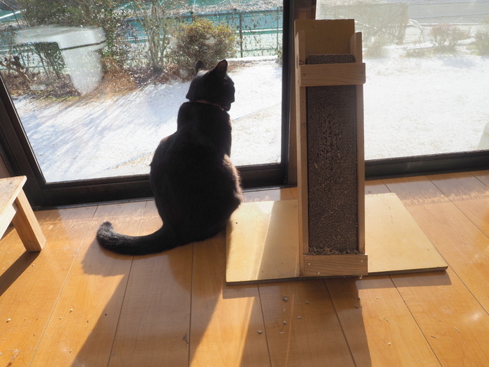 雪景色の庭を眺める、くうちゃん_c0116915_23042783.jpg