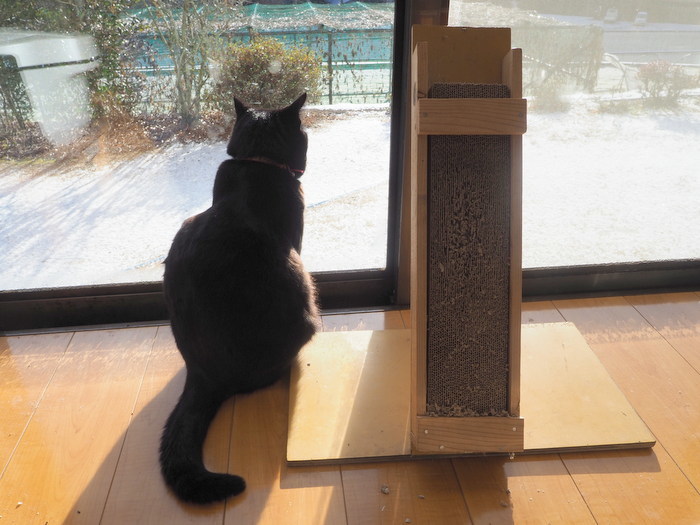 雪景色の庭を眺める、くうちゃん_c0116915_23043928.jpg