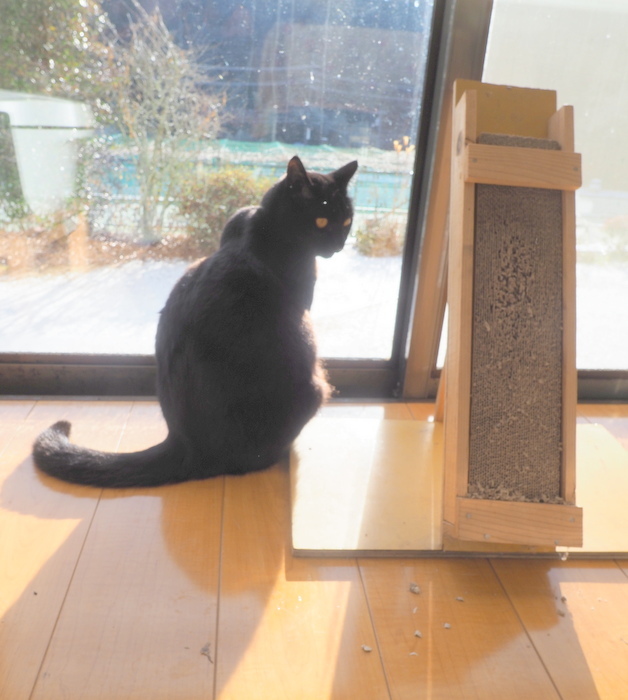 雪景色の庭を眺める、くうちゃん_c0116915_23045532.jpg