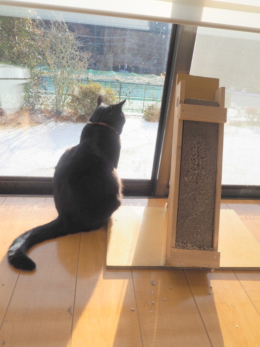 雪景色の庭を眺める、くうちゃん_c0116915_23051150.jpg