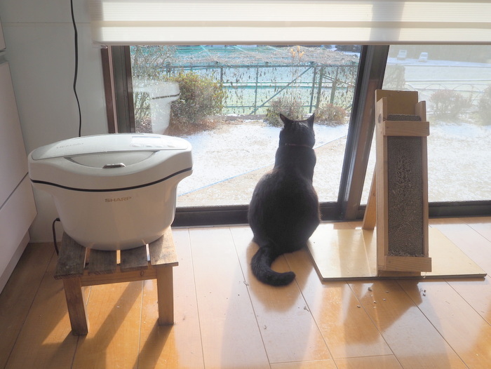 雪景色の庭を眺める、くうちゃん_c0116915_23052301.jpg