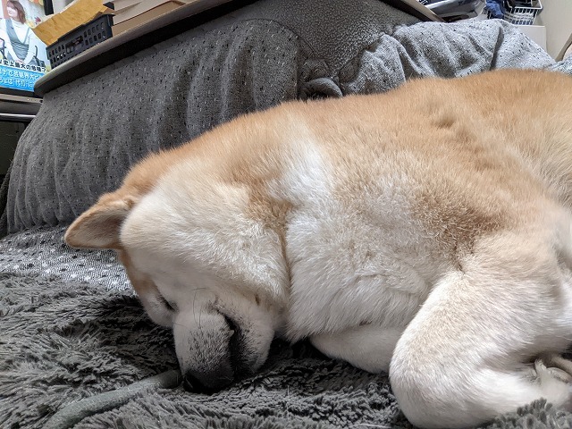 寝る犬_e0374932_12082131.jpg