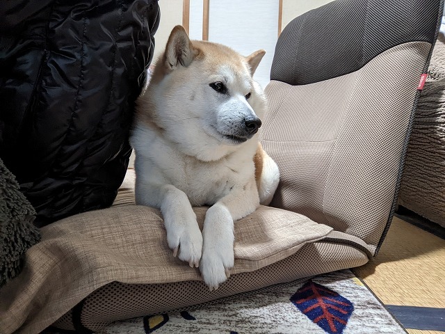 寝る犬_e0374932_12082132.jpg