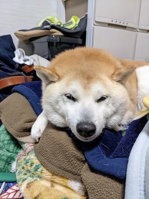 寝る犬_e0374932_12082174.jpg