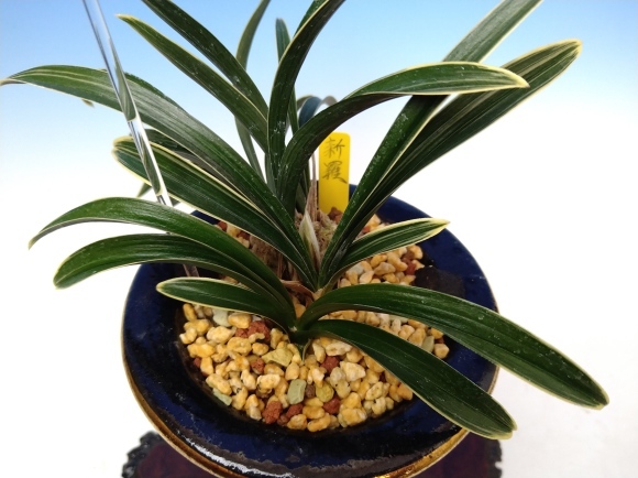 韓国春蘭 新羅 : 蘭万園日記