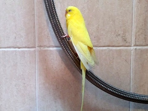 Pたんをさがせ _d0006400_01304714.jpg