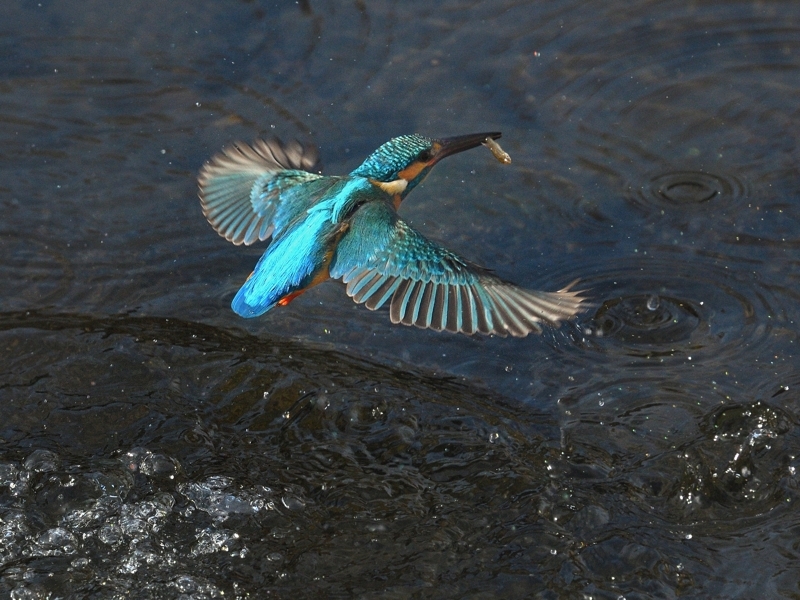 自宅近くの河川のカワセミたち再び（その２５）_a0204089_17462183.jpg