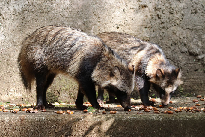 たんたんたぬきのどんぐりパーティ（多摩動物公園） : 続々・動物園